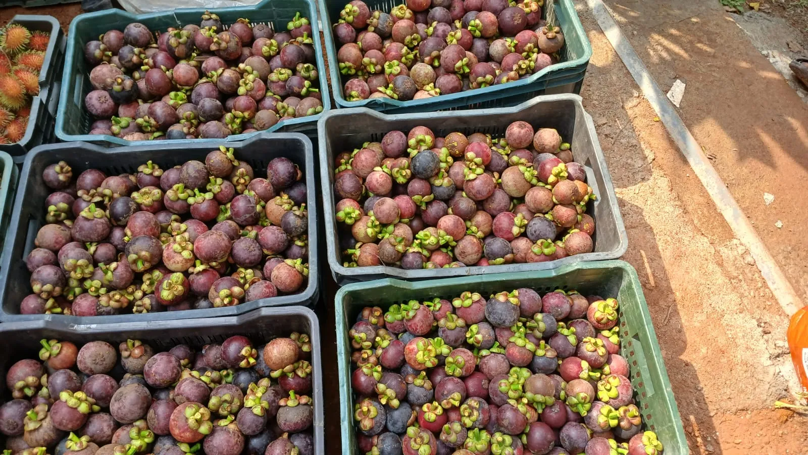 Mangosteen Quality