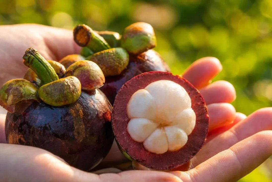 Fresh Mangosteen