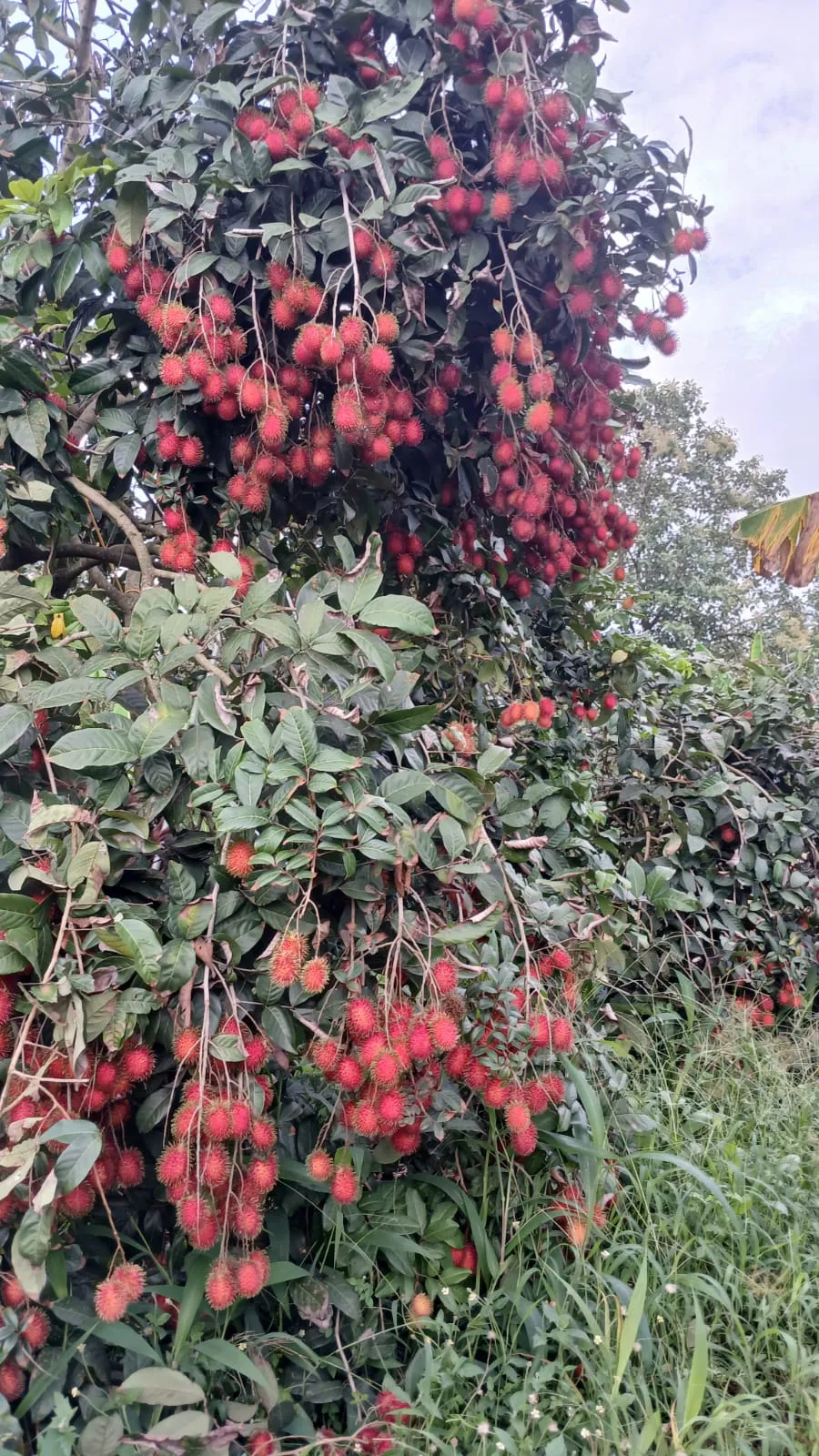 Rambutan