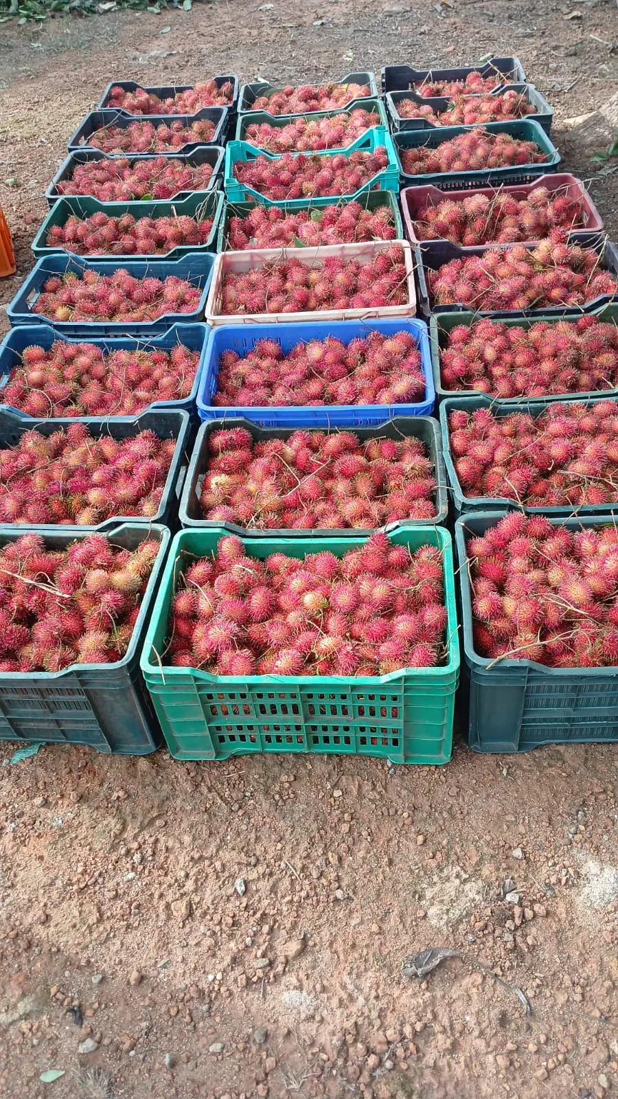 Rambutan Close Up