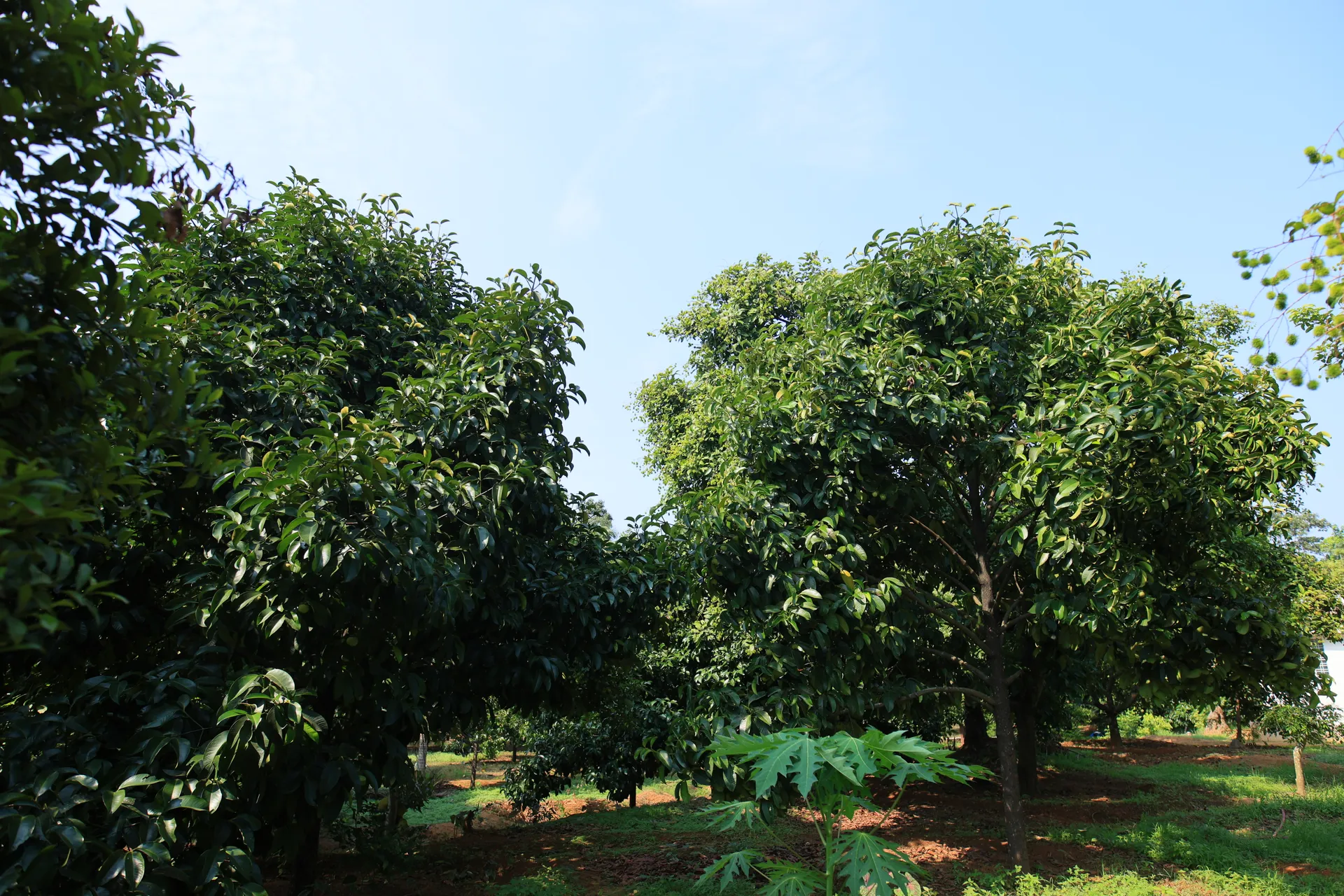 Rambutan Farm