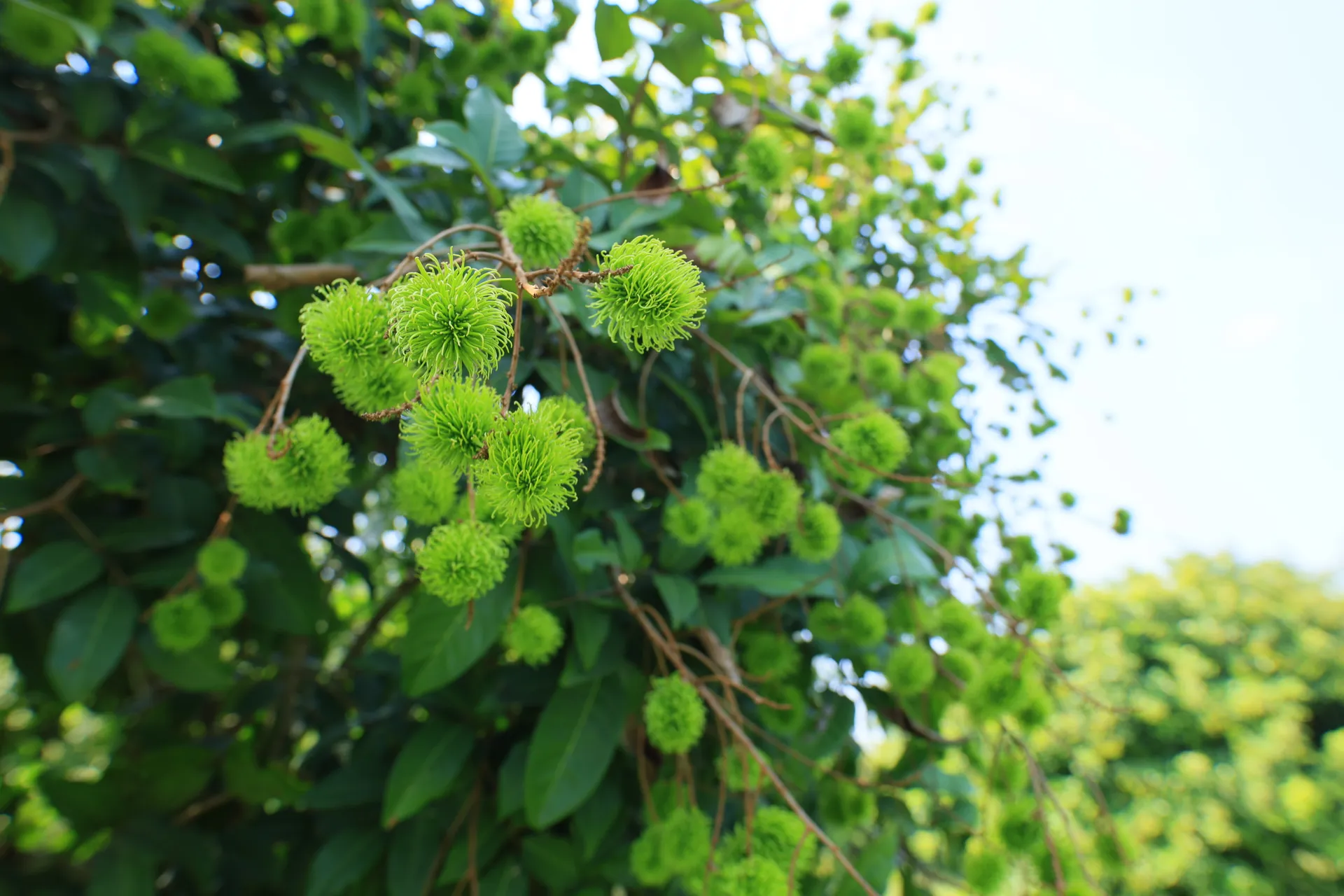 Early Stage Rambutan