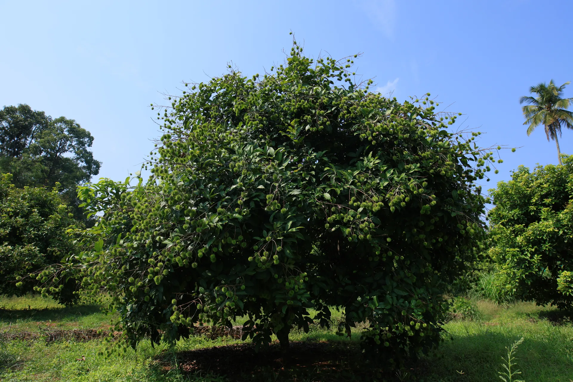 Rambutan Tree